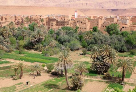 LA PLUS GRANDE OASIS DU MONDE SE TROUVE AU MAROC Excursions Nature