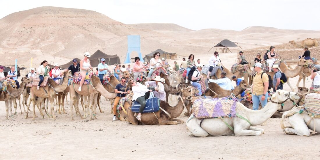 Balade à dos de dromadaire dans le désert Agafay - Travel And Events