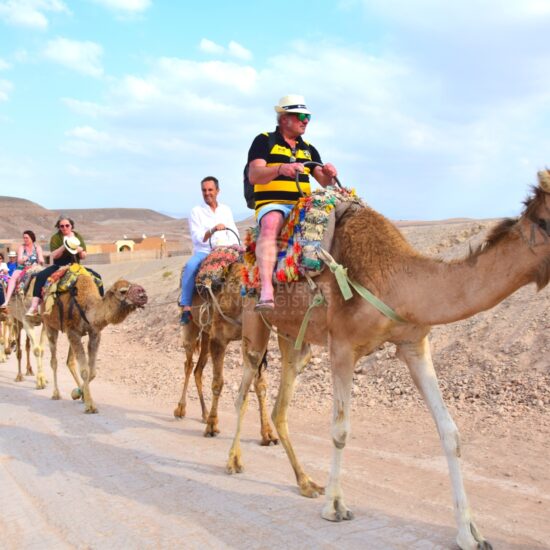 Balade à dos de dromadaire dans le désert Agafay - Travel And Events